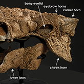 Photo of Zuul's skull
