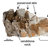 Diagram of Zuul's skin and tail
