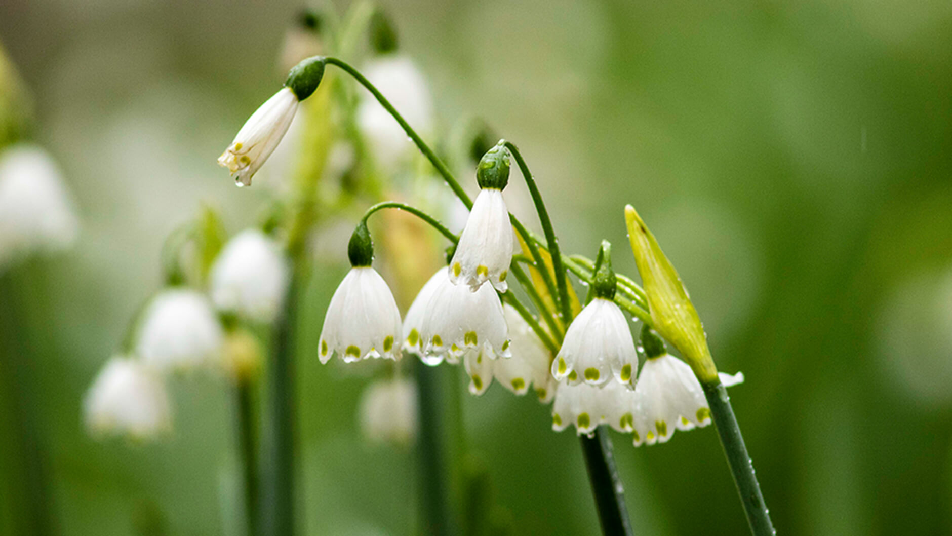 Flocon de neige estival ou lys de Loddon.