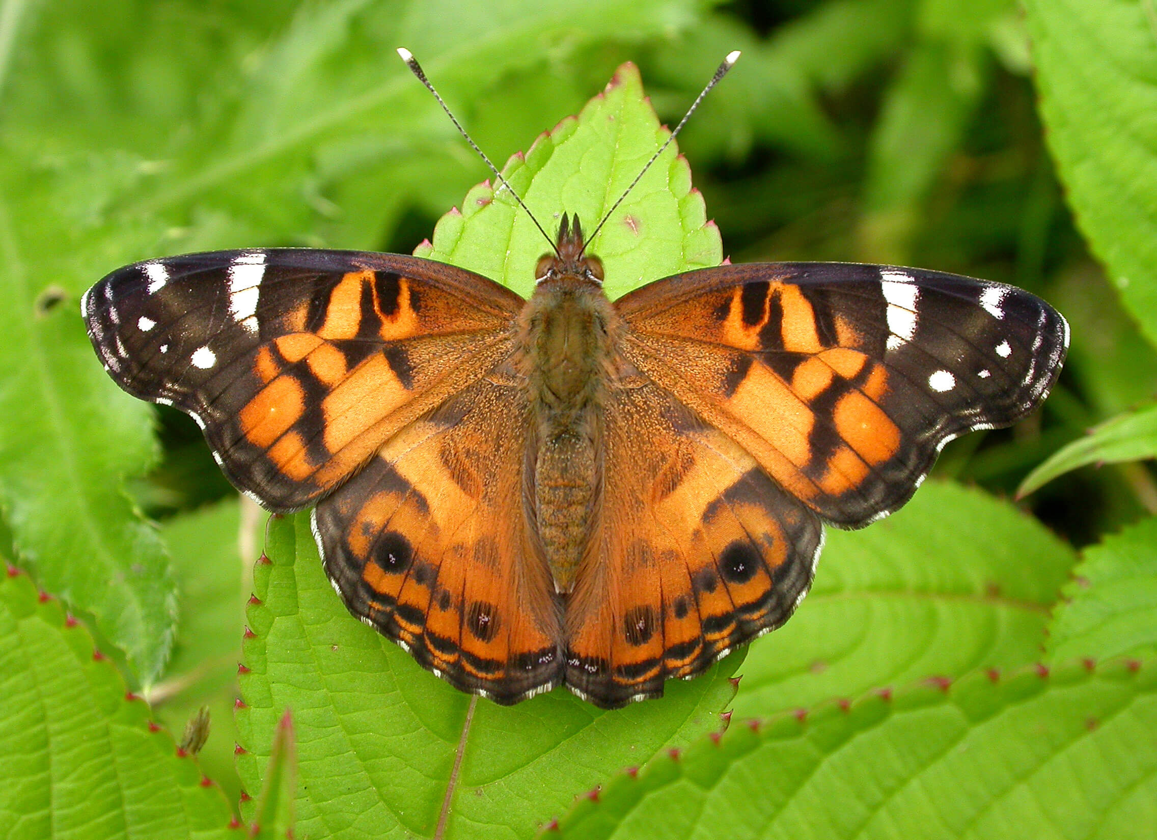 American Lady butterfly.