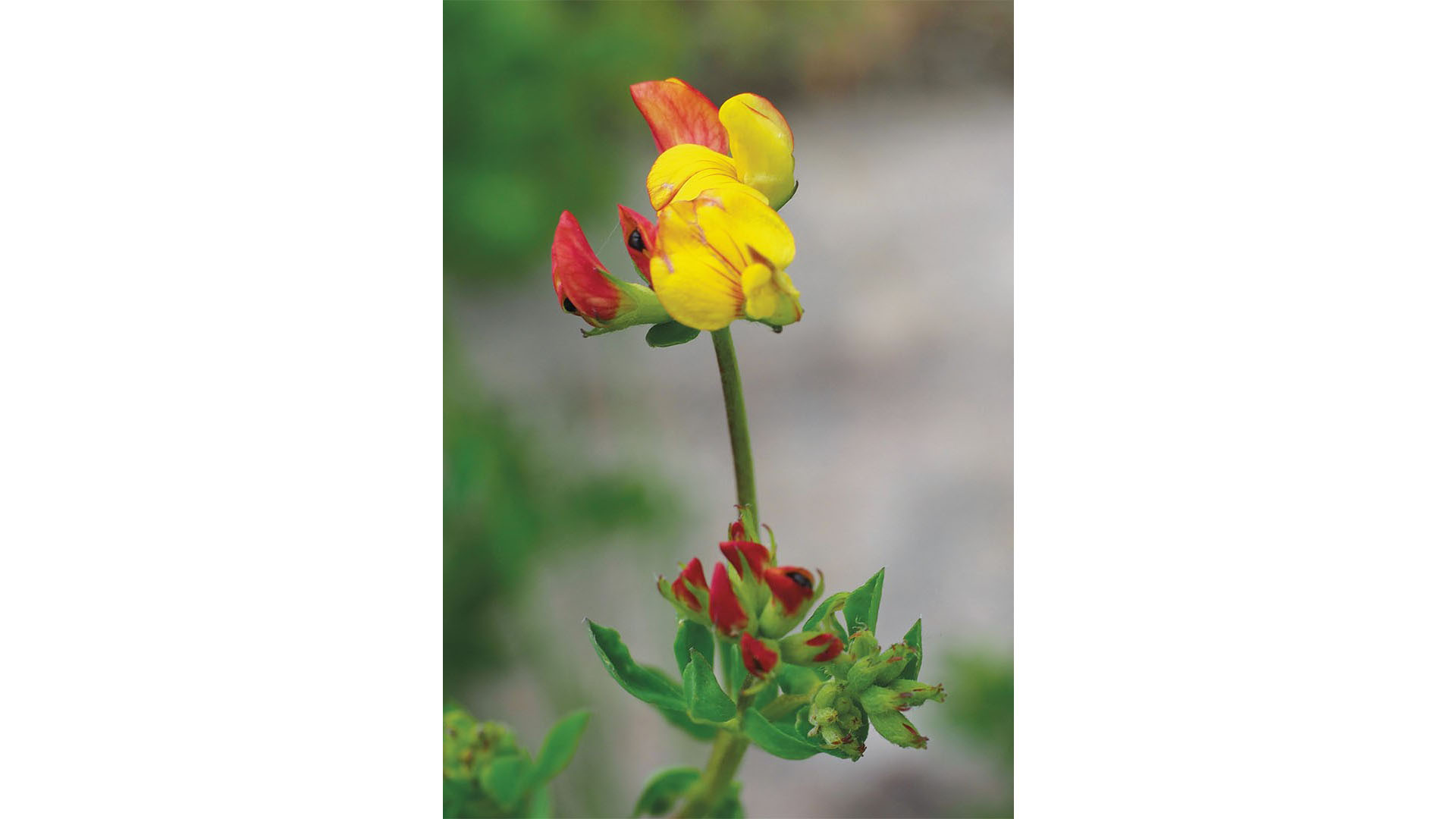 Food plant, bird’s-foot trefoil.