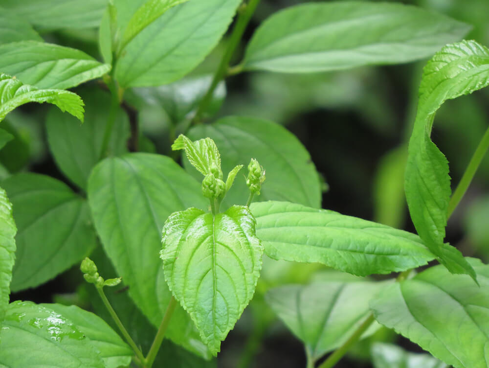 Detail of emerging leaves and flower buds on the New Jersey tea plant.