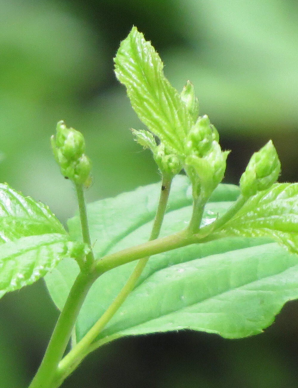Detail of emerging leaves and flower buds on the New Jersey tea plant.