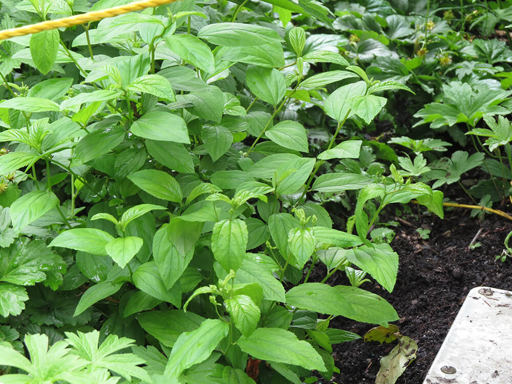 A pattern of veins and teeth on the expanding leaves of the New Jersey tea plant.