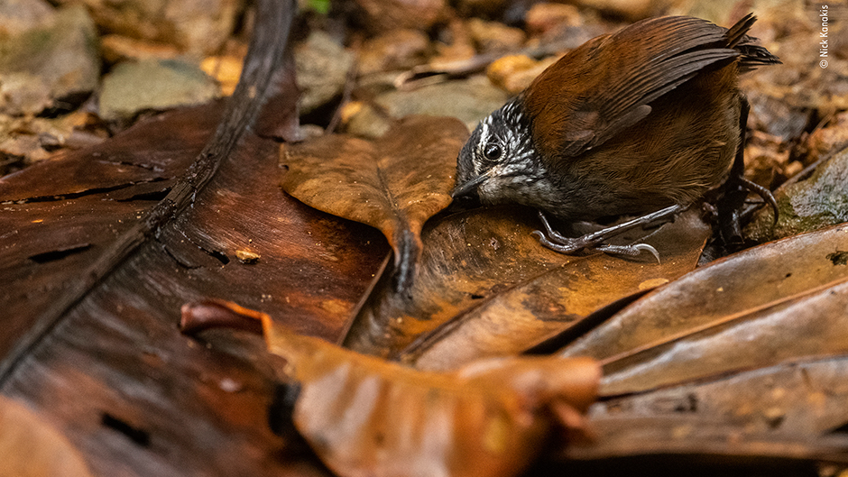 Dans The Listening Bird, la photo primée de Kanakis, un troglodyte à poitrine grise est à l'écoute de petits insectes.
