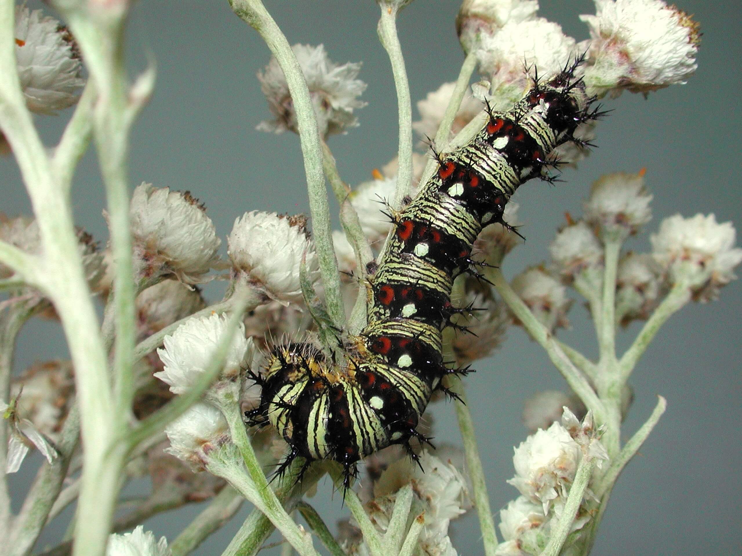 Pearly everlasting plant.