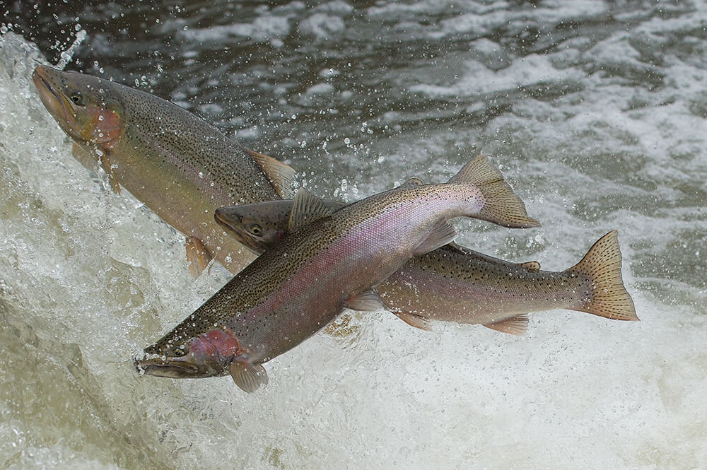 Rainbow trout migrating.