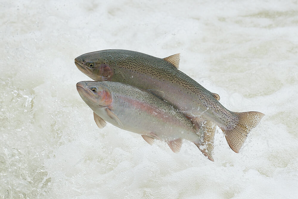 Rainbow trout migrating.