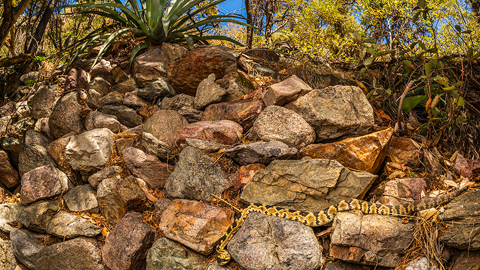 Dans Rattlesnake Hotspot, la "photo hautement recommandée" de Kanakis, un crotale à queue noire se prélasse au soleil au milieu des ruines d'un ancien camp de chercheurs d'or.