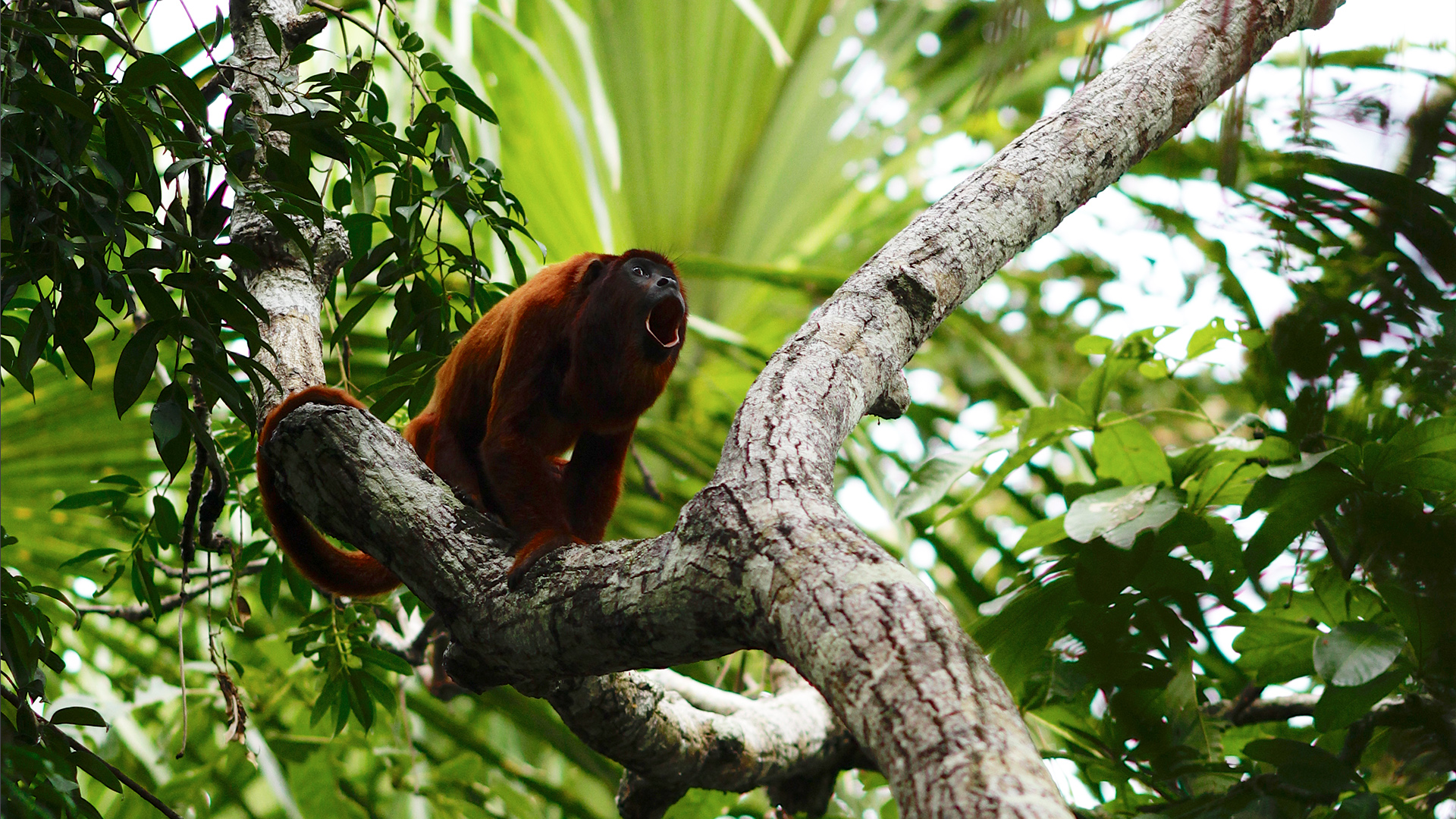 Red howler monkey