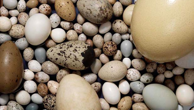 Eggs, nests, feathers, ornithology, bird egg specimens, 
