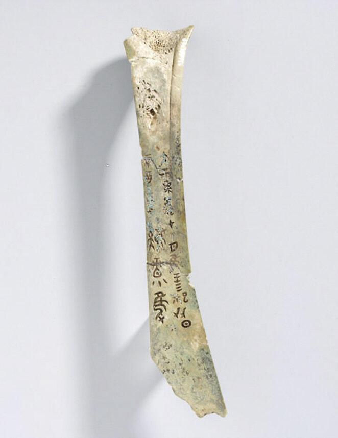 Tiger bone with markings.