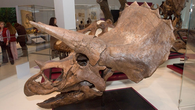 James and Louise Temerty Galleries of the Age of Dinosaurs, In Canada, significant discoveries of ceratopsian (horned) dinosaurs over the last 10 years continue to fill in gaps in our knowledge of dinosaur evolution. Explore ROM's impressive display of real horned dinosaur skulls, including the well-known Triceratops.