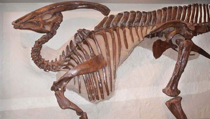 ROM is home to a world-recognized collection of duck-billed dinosaurs. These plant eaters were very abundant at the end of the Age of Dinosaurs. Six complete, original fossil skeletons of this diverse group are on display, including the ROM’s most famous fossil: the real fossil skeleton of the iconic tube-crested Parasaurolophus walkeri.