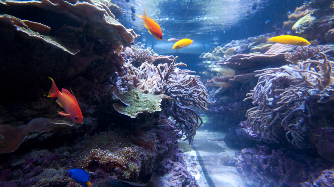 Track the myriad of fishes in the live coral reef