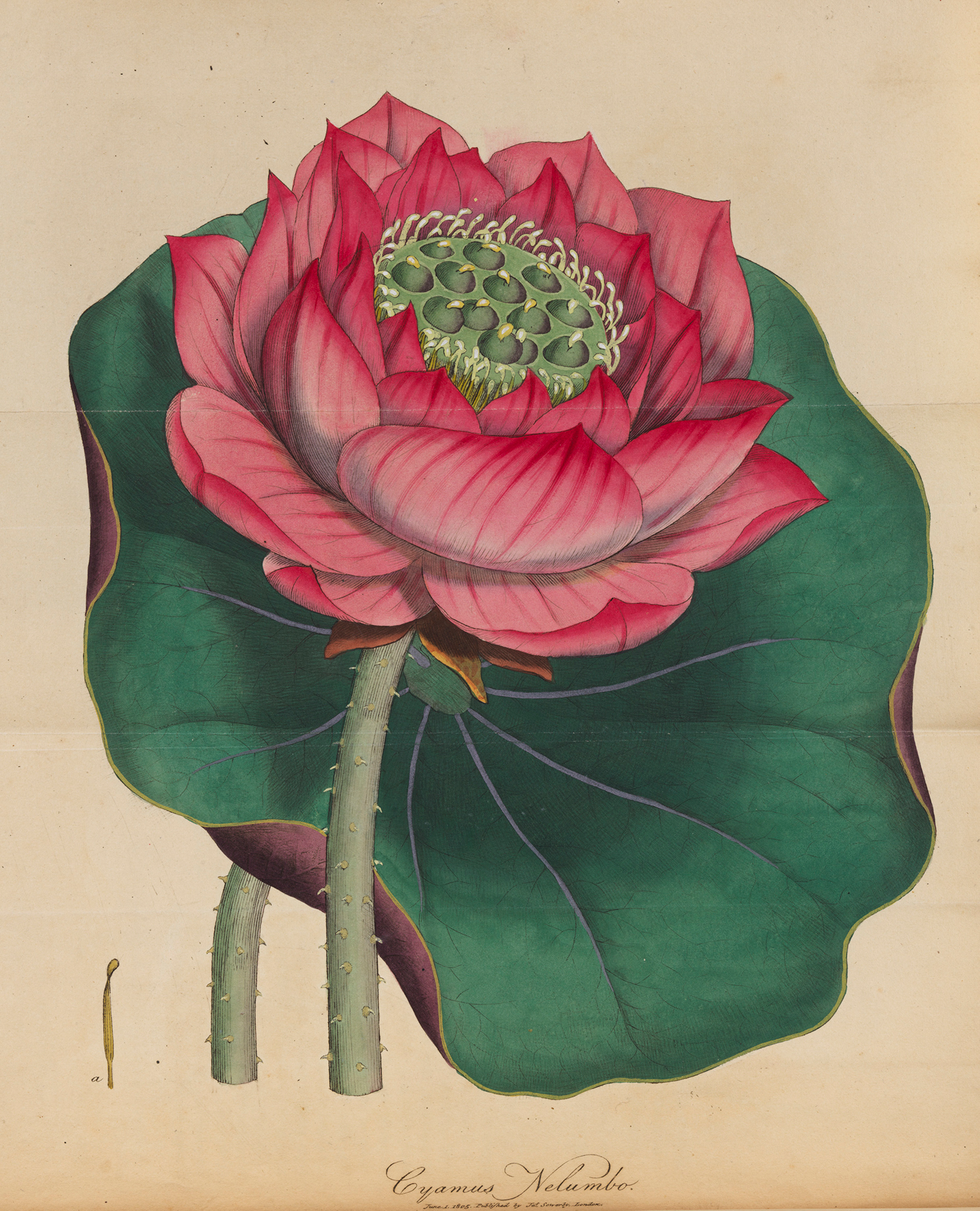 Lotus sacré.