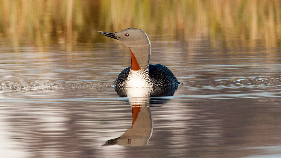  Red-throated loon (Gavia stellata)