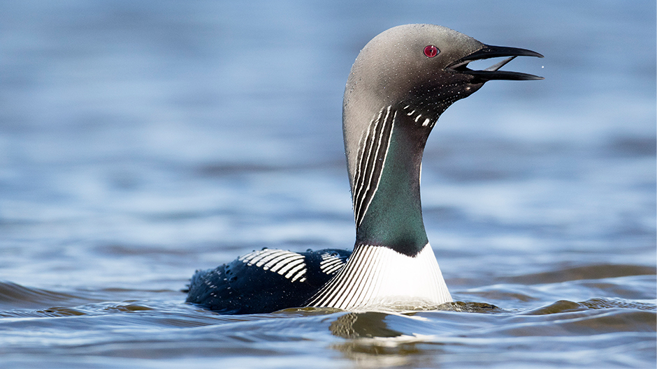 Pacific loon (Gavia pacifica)