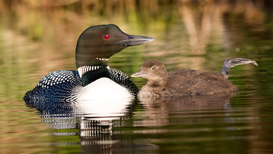 Common loon (Gavia immer)