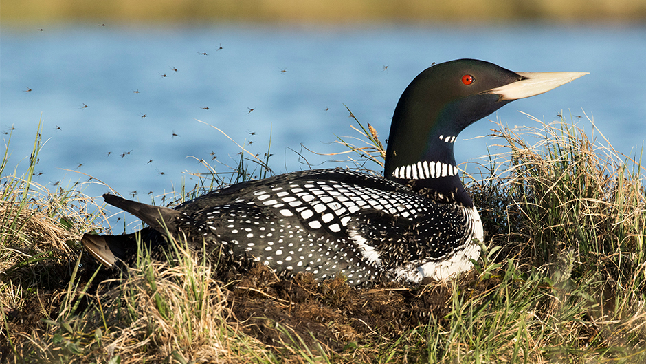 Yellow-billed loon (Gavia adamsii)
