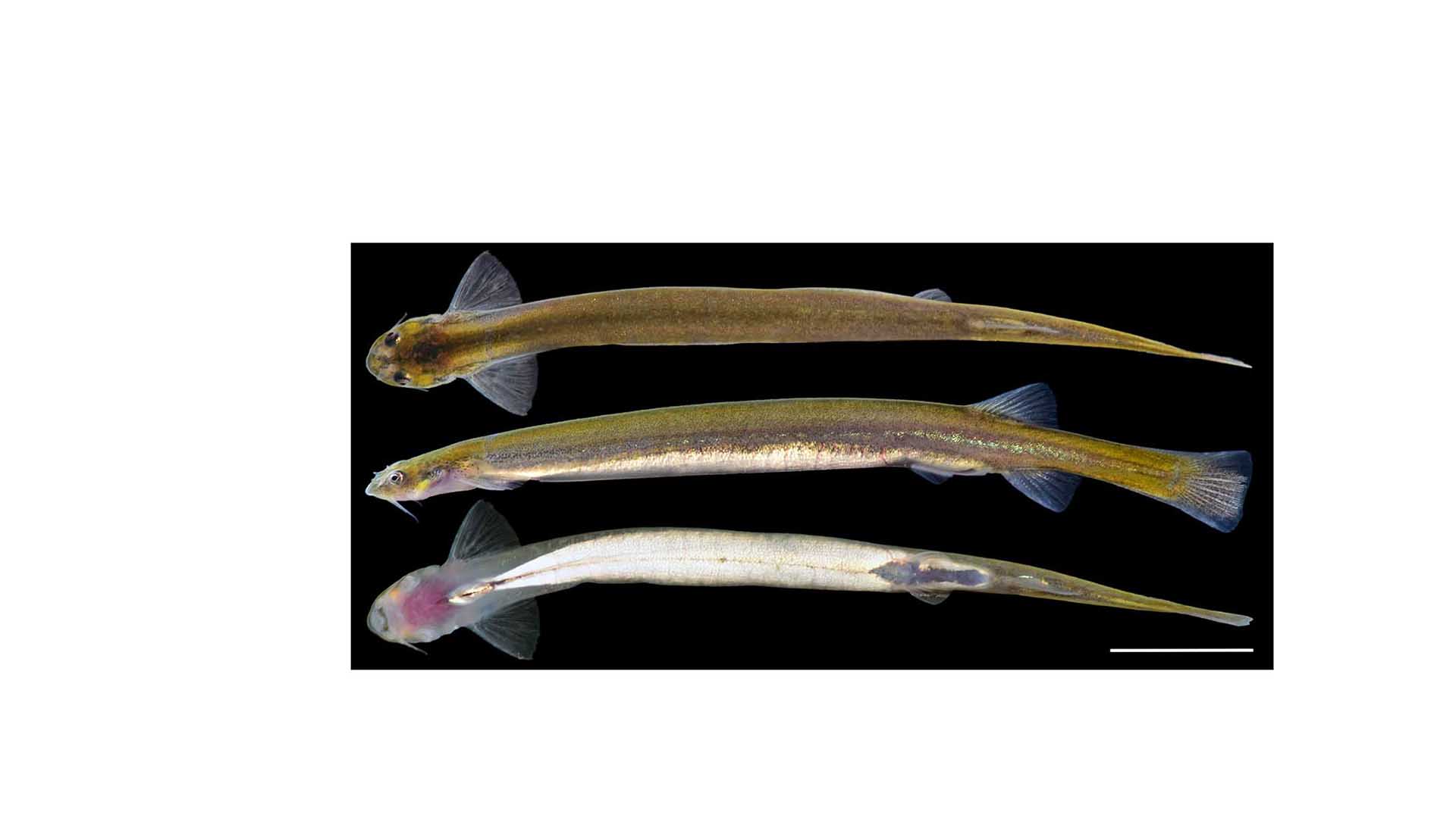 Amazonian blood-feeding catfishes in the genus Vandellia were among the fishes more commonly collected by Lujan and his team.