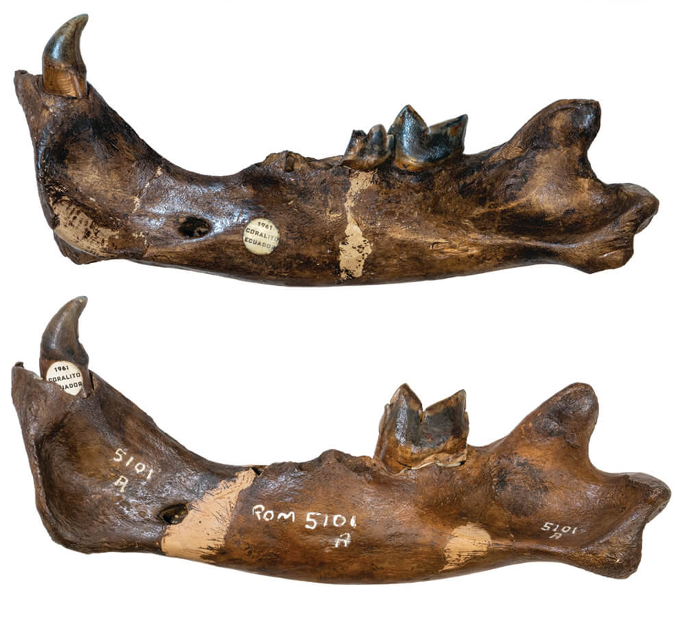 Mâchoires de Smilodon fatalis.