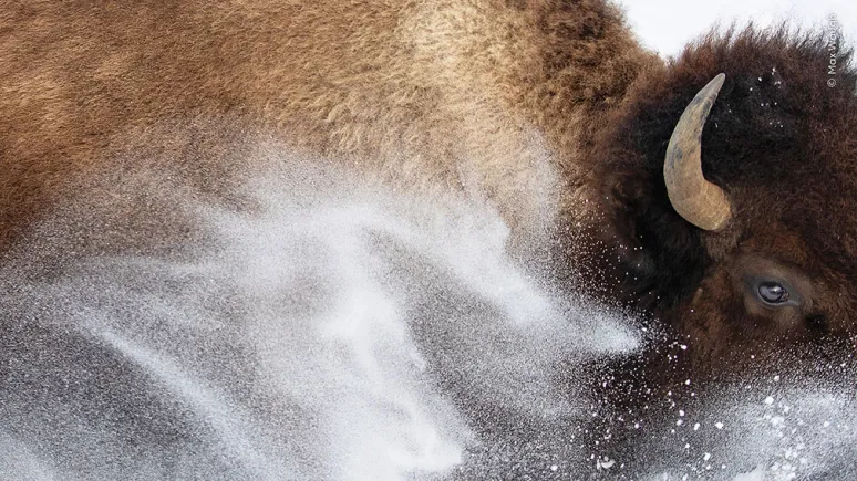 Bison d'Amérique vu à travers une gerbe de neige.