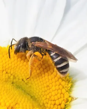 Bee on flower.