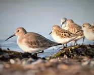A group of small shorebirds with brown and beige plumage standing on a rocky shoreline by the water.