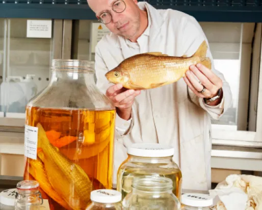 A man in a white lab coat holds a large fish beside jars filled with preserved fish specimens on a lab table.
