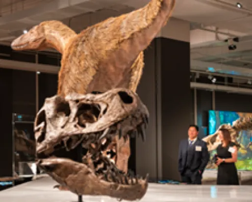 Fossilized dinosaur skull displayed in a museum gallery with two visitors in the background.