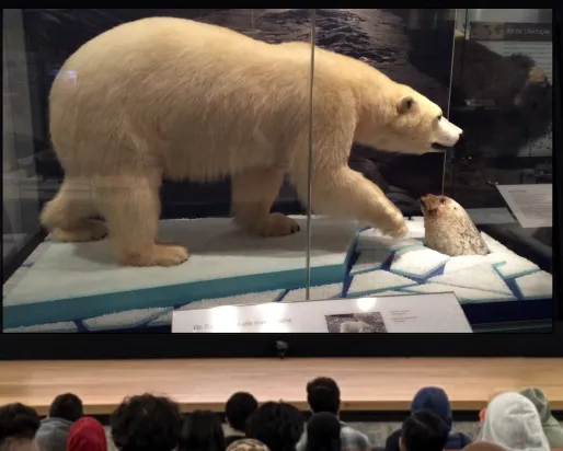 Une femme autochtone souriante se tient sur une scène devant un public, derrière un podium étiqueté ROM. À côté d'elle, un écran affiche l'image d'une vitrine montrant un ours polaire debout sur la glace, à côté d'un trou par lequel un phoque passe la tête.