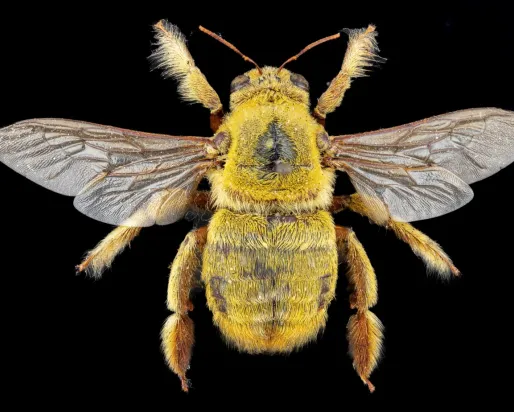 An African carpenter bee (Xylocopa inconstans) © Pete Carr Photography.
