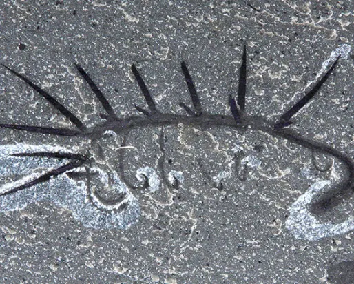 Fossilized Hallucigenia sparsa.
