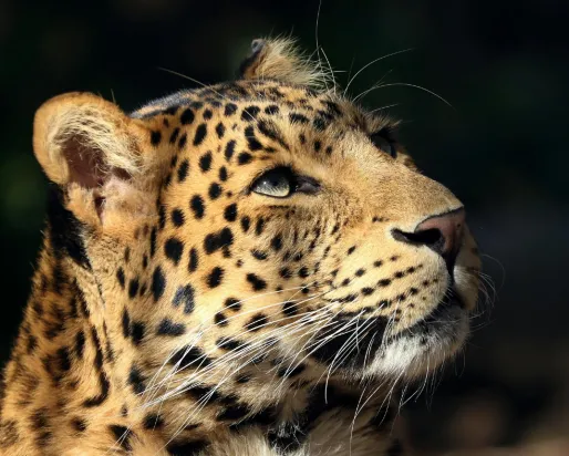 Wild cats