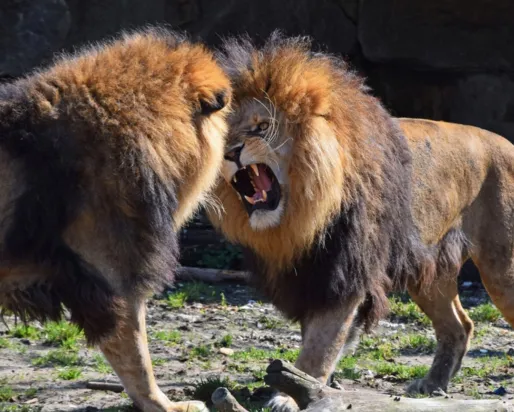Deux lions mâles rugissant l'un contre l'autre.