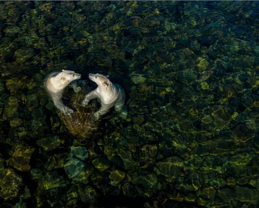 Martin Gregus (Canada/Slovaquie) montre les ours polaires sous un autre jour lorsqu'ils s'échouent sur le rivage en été. Par une chaude journée d'été, deux femelles ourses polaires se sont rendues dans les eaux intertidales peu profondes pour se rafraîchir et jouer. Martin a utilisé un drone pour capturer ce moment. Pour lui, la forme du cœur symbolise l'apparente affection fraternelle qui les unit et "l'amour que nous devons, en tant qu'êtres humains, au monde naturel".