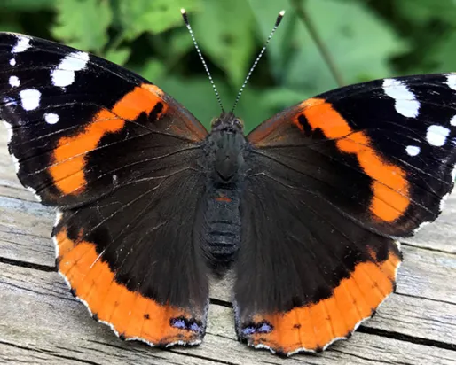 A red admiral butterfly.