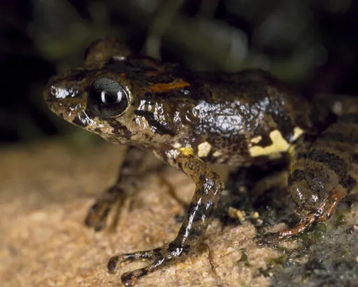 Pristimantis inguinalis collected in Guyana.
