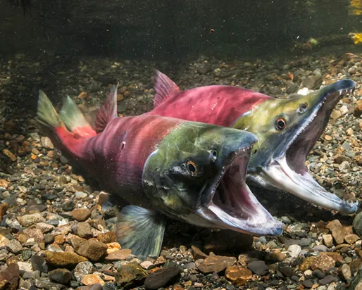 Sockeye salmon, female on the left and male on the right, in the nest preparing to spawn.