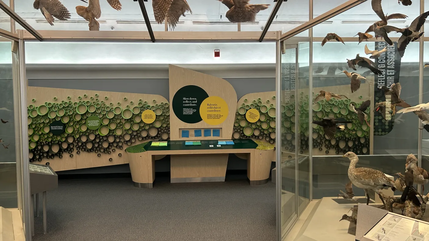 Display panel with pie chart titled "More than just pollinators" and facts about bees next to glass cases with bird skeletons in a museum exhibit.