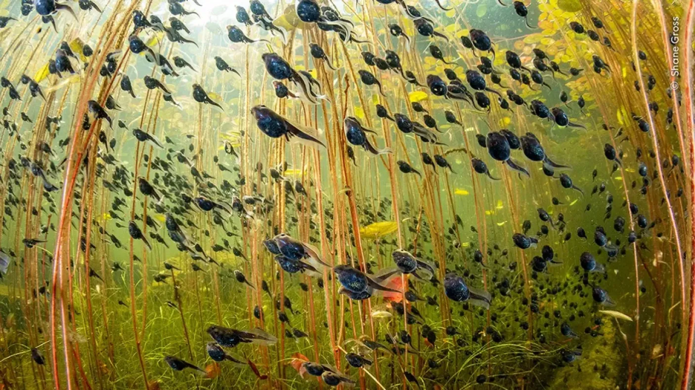 Underwater scene of many small black fish swimming among tall green aquatic plants.