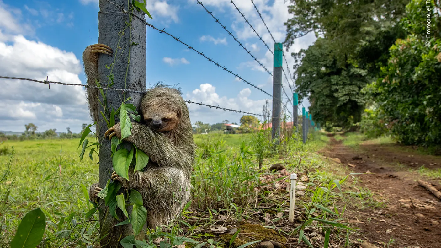No Place Like Home par Emmanuel Tardy, France. La circulation a été ralentie pendant que ce paresseux traversait la route, atteignant finalement un poteau de clôture et s'y agrippant fermement.  Emmanuel Tardy