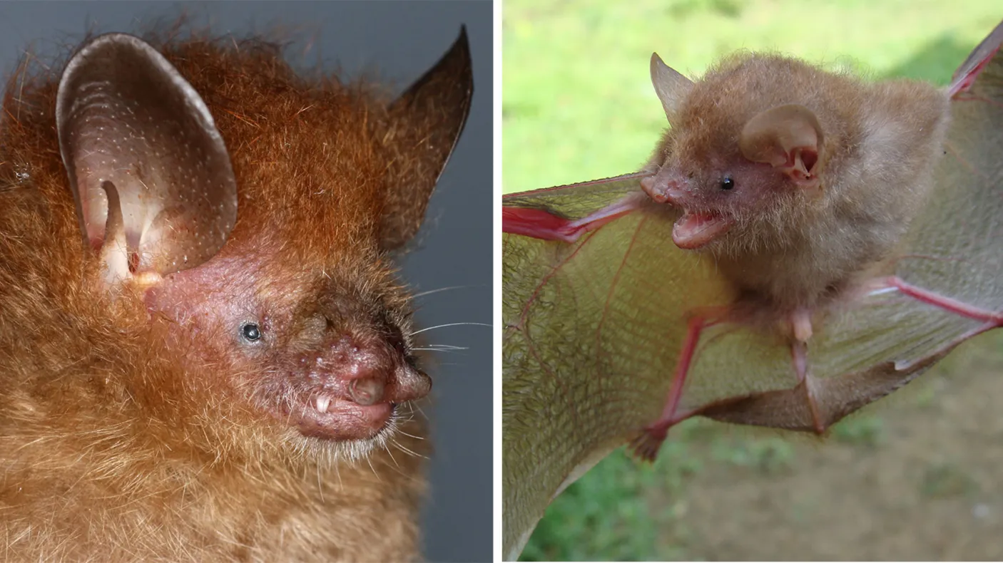 Deux espèces de chauves-souris : Murina alvarezi, Murina baletei