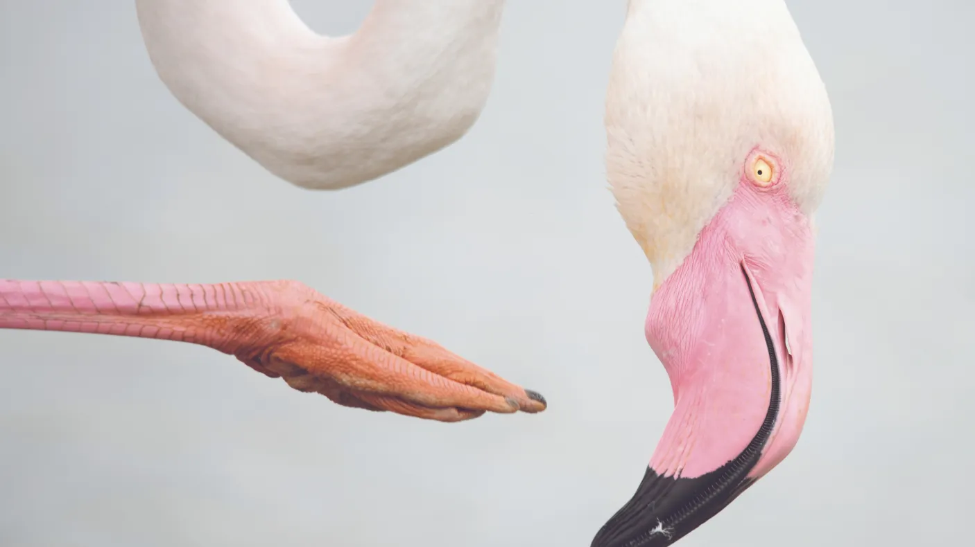 Gros plan de la tête d'un flamant rose avec un cou courbé et une aile déployée montrant des plumes roses.
