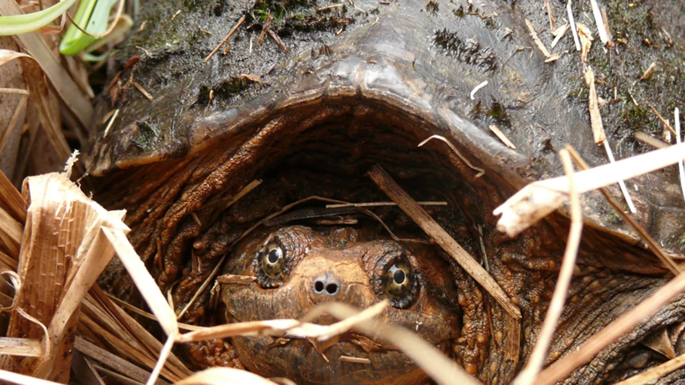 Tortue serpentine