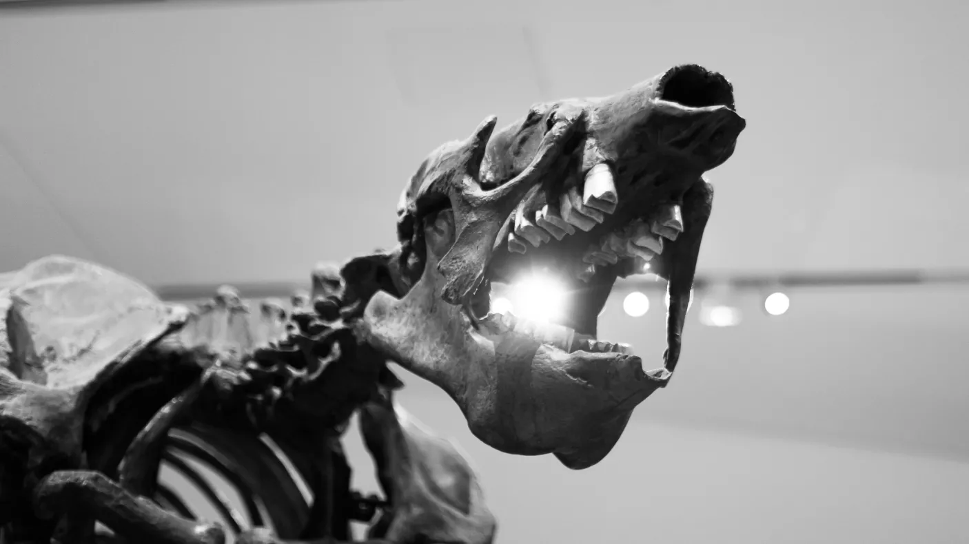 Partial fossilized skeleton of a prehistoric animal with an open jaw shown from a low angle.
