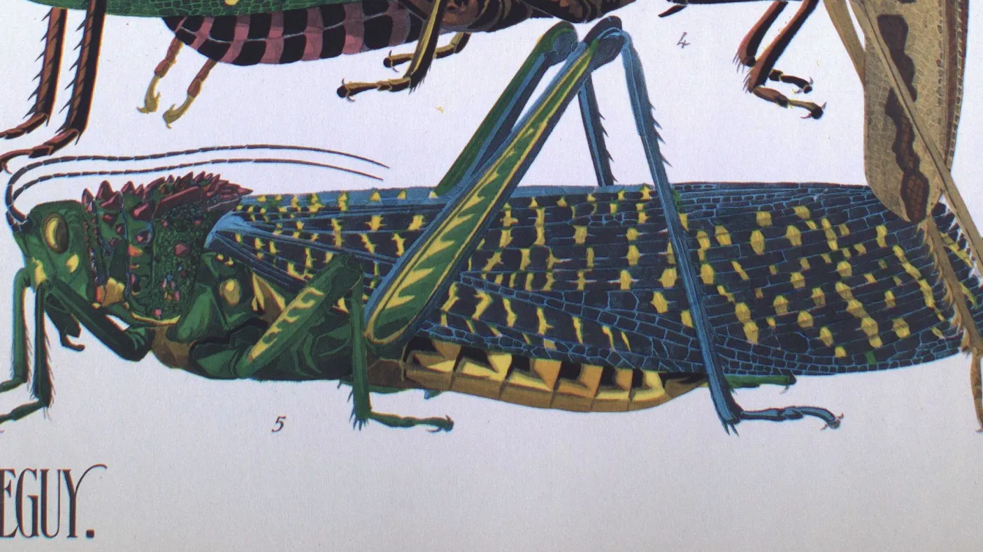 Grasshopper
