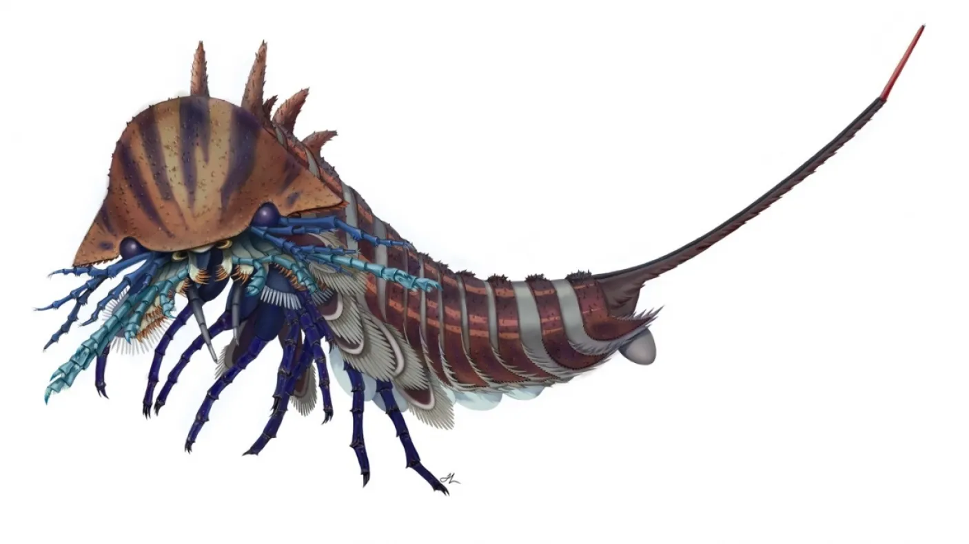 Artistic reconstruction of Habelia optata. Credit: Courtesy of Joanna Liang, © Royal Ontario Museum
