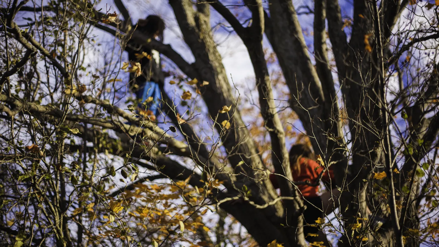 Children playing in a large tree

